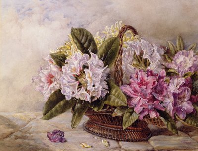 Rhododendren von English School